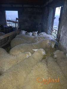 Jagnjići, četiri ipo meseca